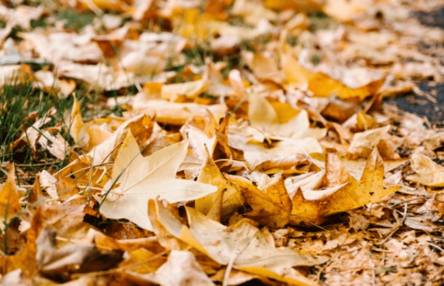 В четверг в Рязанской области ожидается гололедица и до -1 градуса