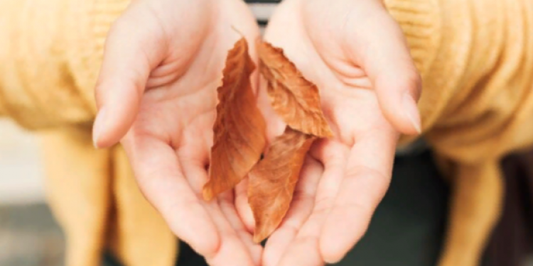 В выходные в Центральной России ожидается прохладная и комфортная погода