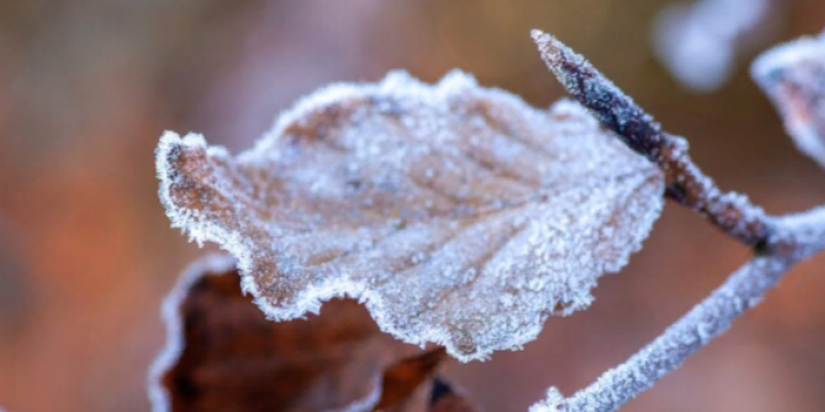 В ночь на пятницу в Рязанской области похолодает до -5 градусов В ночь на пятницу в Рязанской области похолодает до -5 градусов