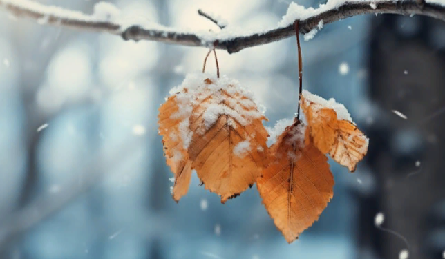 В ночь на 19 ноября в Рязанской области похолодает до -12 градусов