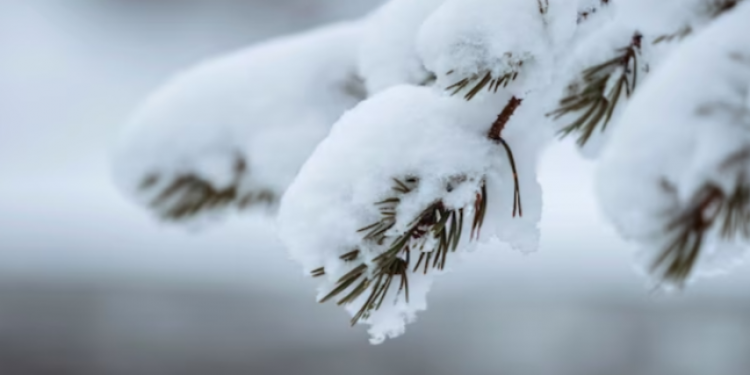 В среду в Рязанской области ожидается небольшой снег и до -9 градусов В среду в Рязанской области ожидается небольшой снег и до -9 градусов