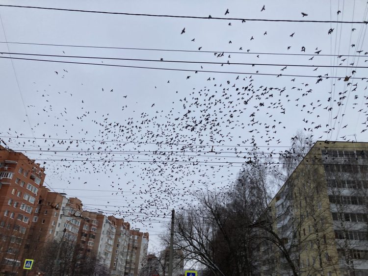 В Рязани обнаружили загрязнение воздуха