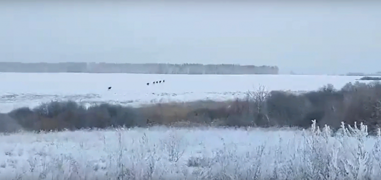 В Михайловском районе засняли лосей