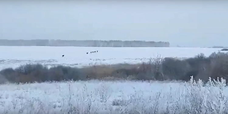 В Михайловском районе засняли лосей