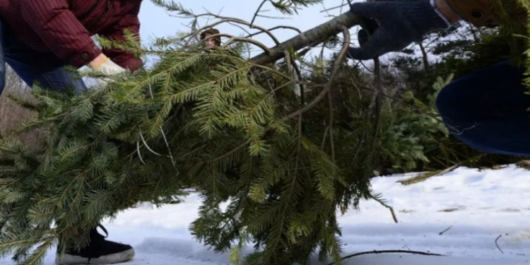 Рязанцам напомнили о штрафах за срубленные ели в лесах