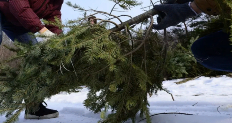 Рязанцам напомнили о штрафах за срубленные ели в лесах