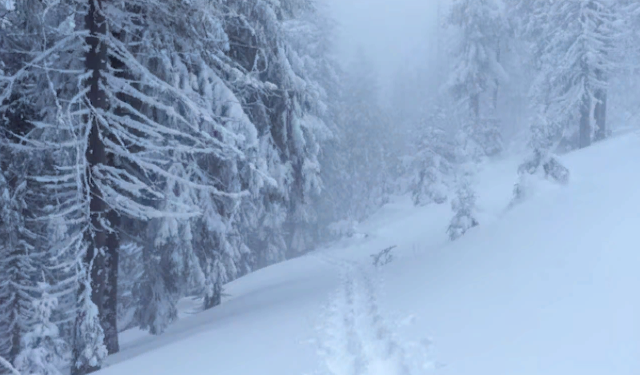 Синоптик Вильфанд: в канун католического Рождества ожидается комфортная погода