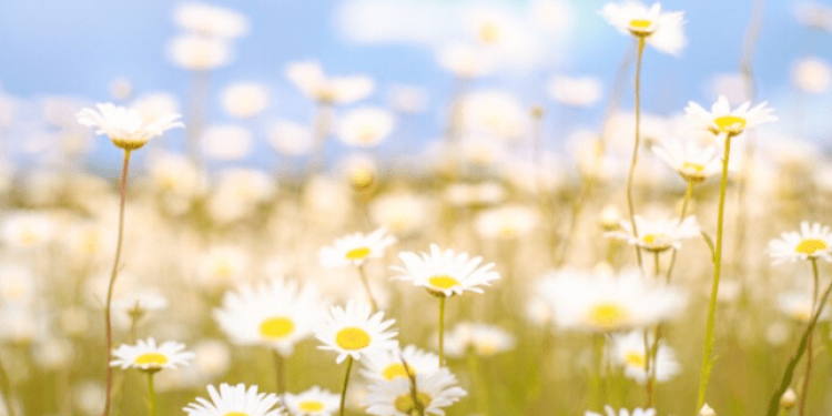 Первый день лета в Центральной России может стать самым жарким за последние 80 лет Первый день лета в Центральной России может стать самым жарким за последние 80 лет