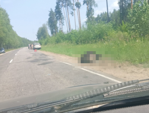 В Шиловском районе сбили лося