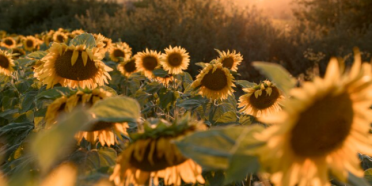Синоптик Тишковец: слишком теплого августа в Центральной России не ожидается