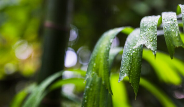 29 июля Рязань накрыл циклон «Кирсти»