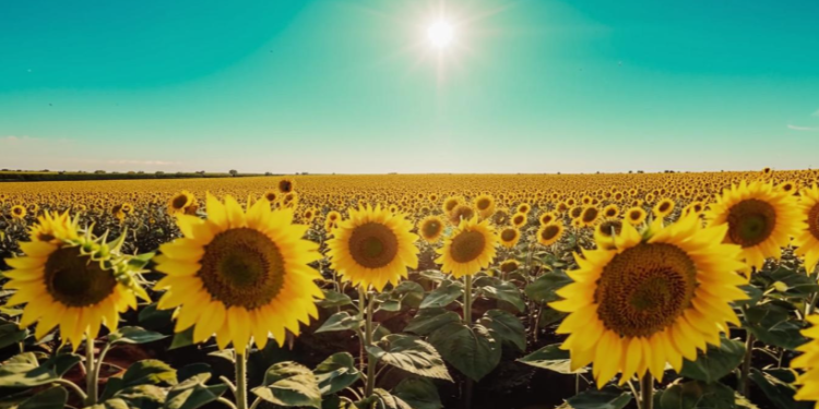 Рязанцев предупредили о засушливом августе