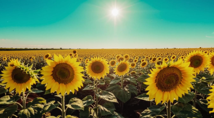 Рязанцев предупредили о засушливом августе