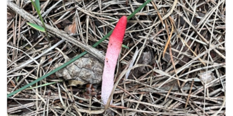 В Рязанской области появились грибы Мутинусы собачьи