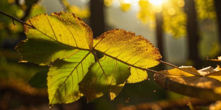 Метеоролог Тишковец: в сентябре в Центральной России ожидается классическое бабье лето