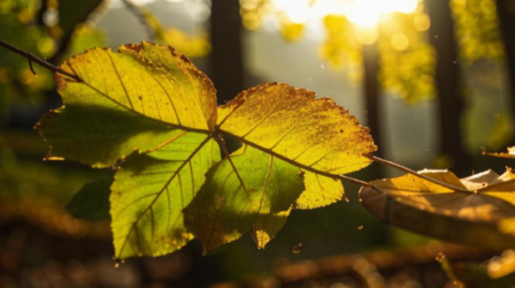 Метеоролог Тишковец: в сентябре в Центральной России ожидается классическое бабье лето