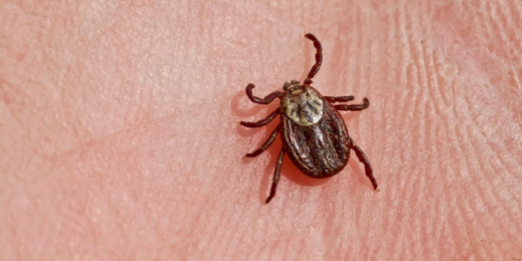 За минувшую неделю в Рязанской области от укусов клещей пострадали 9 детей