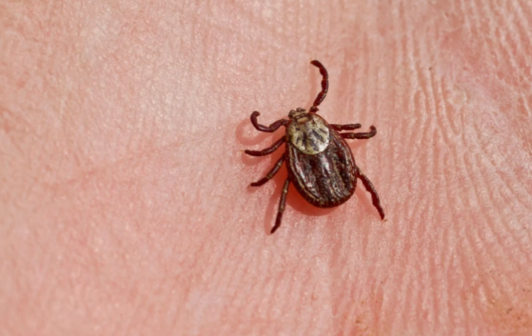 За минувшую неделю в Рязанской области от укусов клещей пострадали 9 детей