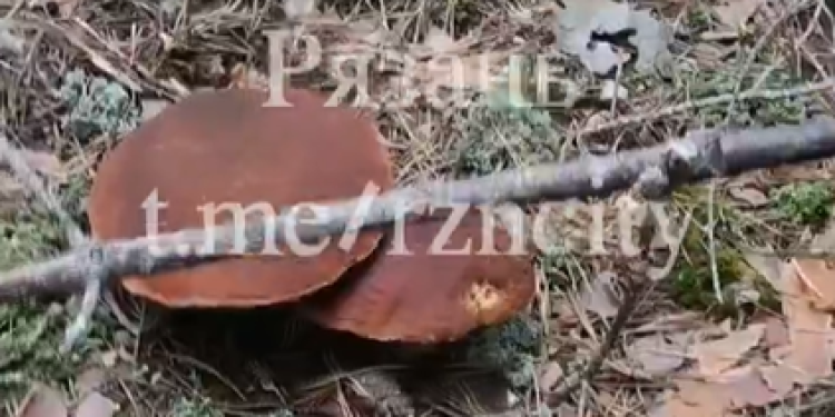 Рязанка обнаружила поляну, усеянную огромными белыми грибами