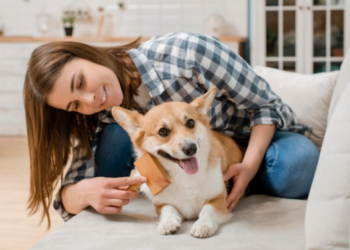 Для владельцев незарегистрированных собак в Рязанском регионе введут штрафы Для владельцев незарегистрированных собак в Рязанском регионе введут штрафы