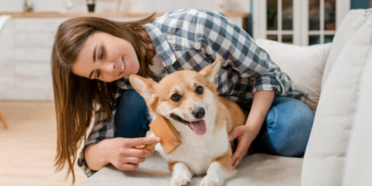 Для владельцев незарегистрированных собак в Рязанском регионе введут штрафы Для владельцев незарегистрированных собак в Рязанском регионе введут штрафы