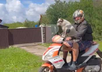 В Ряжском районе запечатлели пса «за рулем» скутера