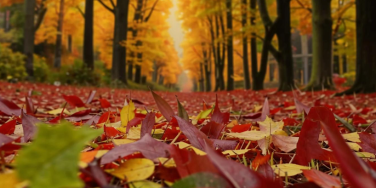 Метеоролог Ильин: сентябрь не будет жарким, но батье лето обязательно придет в Центральную Россию