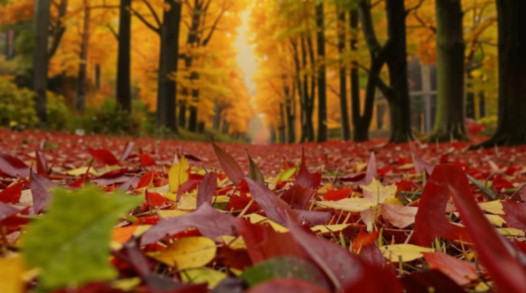 Метеоролог Ильин: сентябрь не будет жарким, но батье лето обязательно придет в Центральную Россию