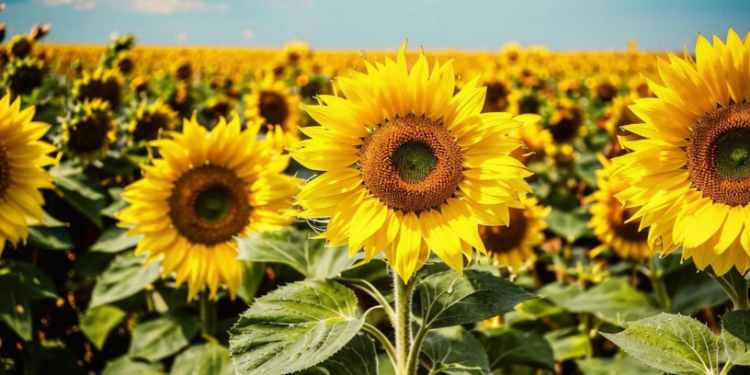 В пятницу в Рязанской области ожидается до +28 градусов