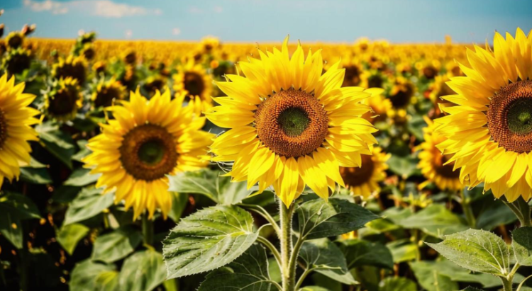 В пятницу в Рязанской области ожидается до +28 градусов