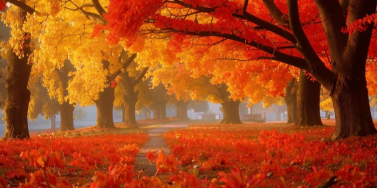 Синоптик Вильфанд: в День знаний в Центральной России ожидается теплая погода