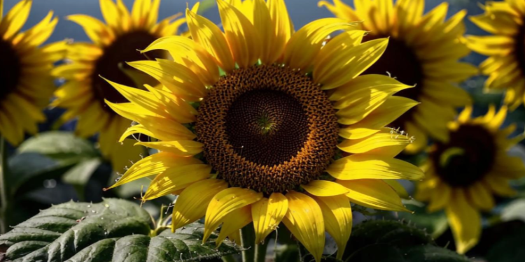 Во вторник в Рязанской области ожидается до +31 градуса