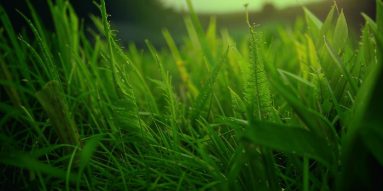 В пятницу в Рязанской области ожидается до +30 градусов