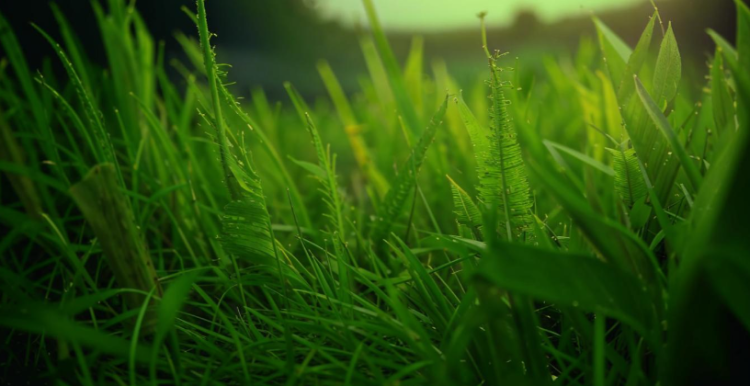 В пятницу в Рязанской области ожидается до +30 градусов