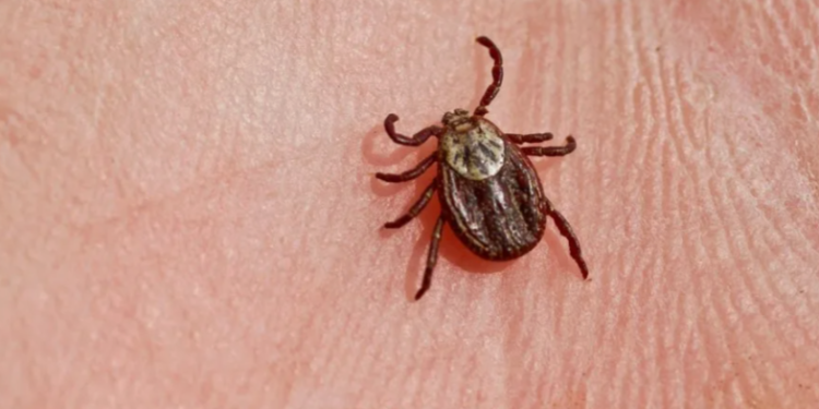 В Рязанской области за неделю клещи покусали 30 детей В Рязанской области за неделю клещи покусали 30 детей