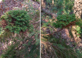 Рязанцы засняли в мещерском лесу «ведьмину метлу»