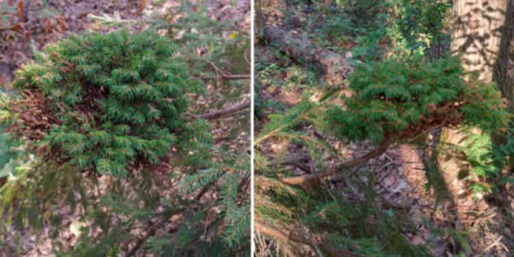 Рязанцы засняли в мещерском лесу «ведьмину метлу»