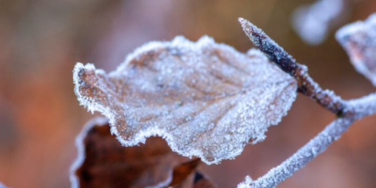 Первые заморозки в Центральной России ожидаются не ранее второй декады октября