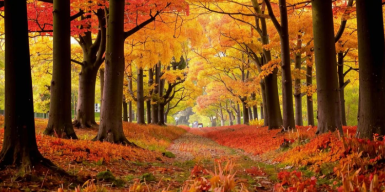 В субботу в Рязанской области потеплеет до +26 градусов