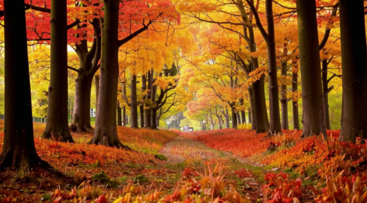 В субботу в Рязанской области потеплеет до +26 градусов