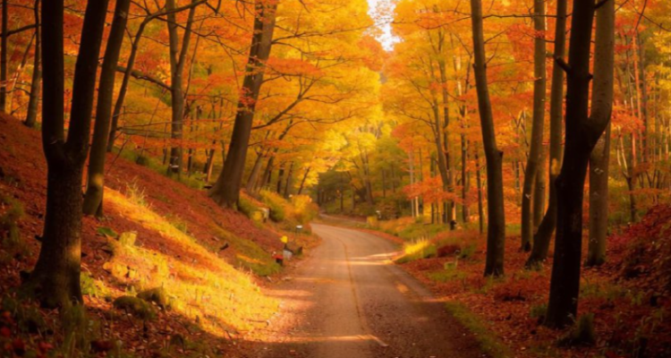 Метеоролог Шувалов: дожди в Центральной части России ожидаются только после 20 сентября