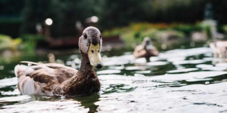 В Рязани на Черезовских прудах появится арт-объект «Уточки» В Рязани на Черезовских прудах появится арт-объект «Уточки»