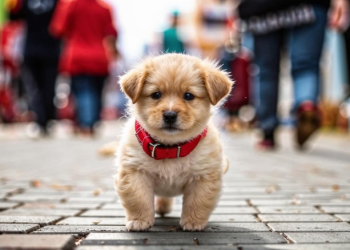 Для рязанцев опубликовали список 26 адресов, где можно зарегистрировать животных Для рязанцев опубликовали список 26 адресов, где можно зарегистрировать животных