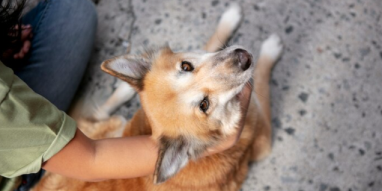 Рязанцев приглашают на выставку бездомных животных «Пойдем домой!» 15 сентября