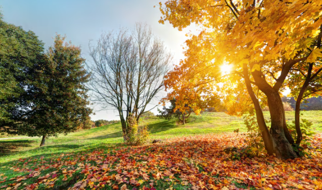 МЧС: с 12 по 16 сентября в Рязанской области ожидается аномально жаркая погода