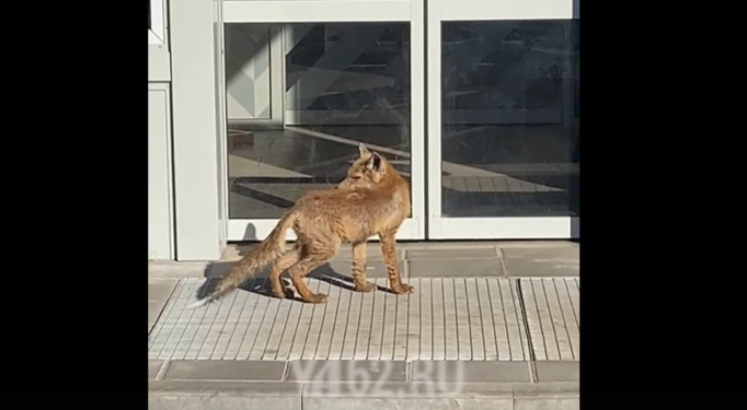 В Рязанском районе около местного магазина засняли лису