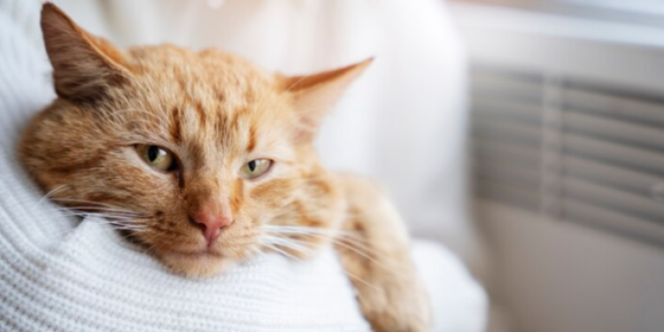 Мэрия: отопительный сезон в Рязани начнется в конце сентября — начале октября