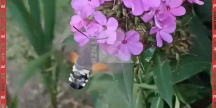 В рязанском Рыбном засняли огромную бабочку