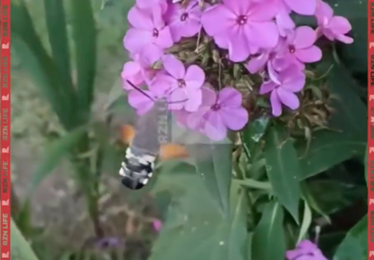 В рязанском Рыбном засняли огромную бабочку