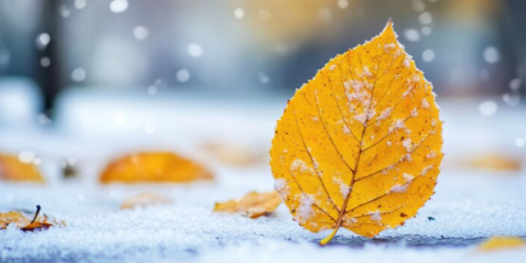 Синоптик Позднякова: первый снег в Центральной России выпадет уже в октябре